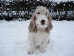 Ons kleine sneeuw hondje