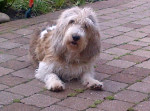 Ons andere hondje Jolie een grand basset griffon vendeen.