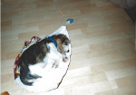 Jolie puppy