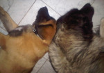 Mistral en Yen-ay puppy