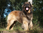 Zolo