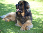 Zolo