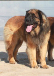 Zolo
